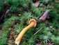 Tölcséres rókagomba (Craterellus tubaeformis), Zemplén
